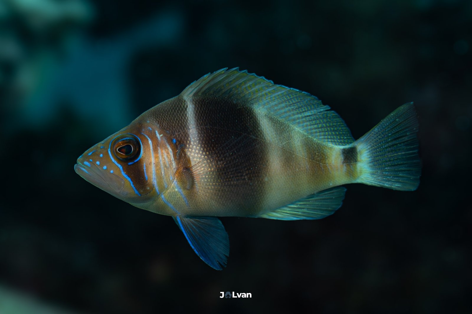 A Barred Hamlet fish (Hypoplectrus puella) with distinct brown vertical stripes and neon blue face markings swimming in Old Providence Island.