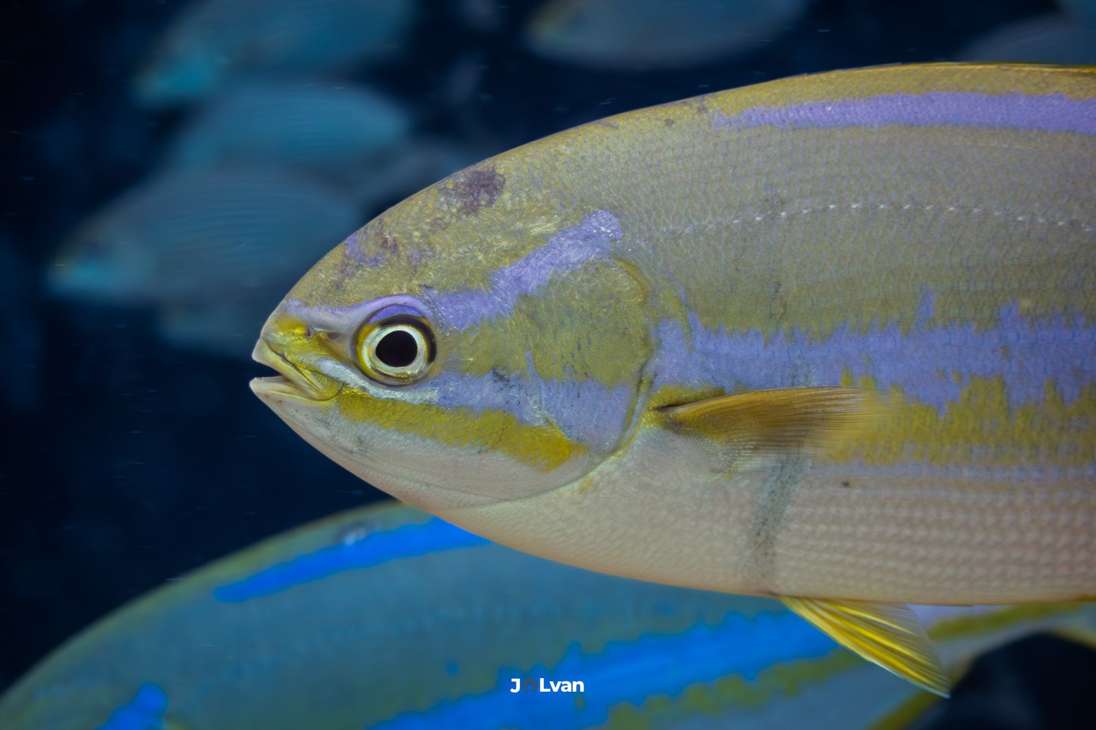 Close-up profile of a Blue-and-Gold Snapper (Lutjanus viridis) showing its bright yellow body and neon blue stripes in Bahía Solano.