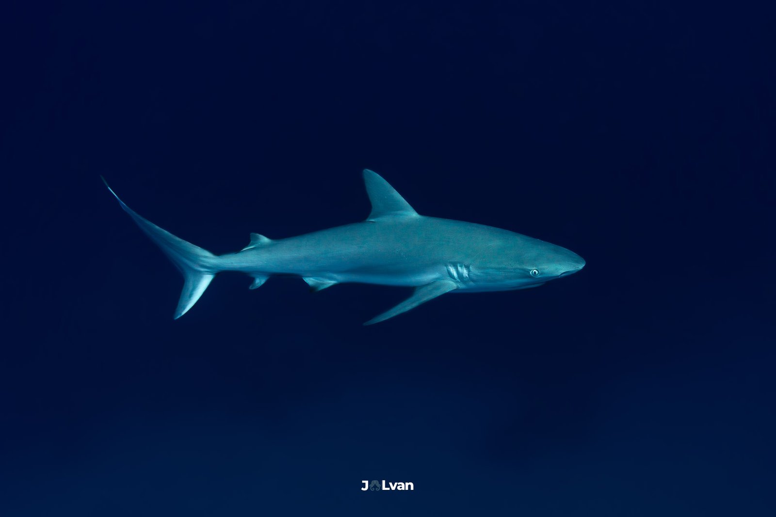A sleek Caribbean Reef Shark swimming through the deep blue waters of Old Providence Island, Colombia.