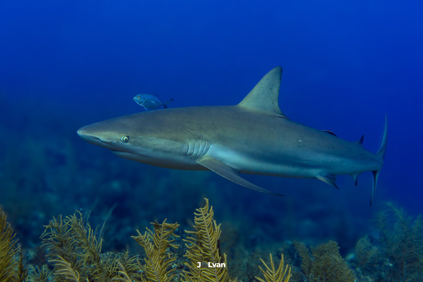 A Caribbean Reef Shark swimming horizontally over a coral reef in Old Providence Island, accompanied by a small blue jack fish.