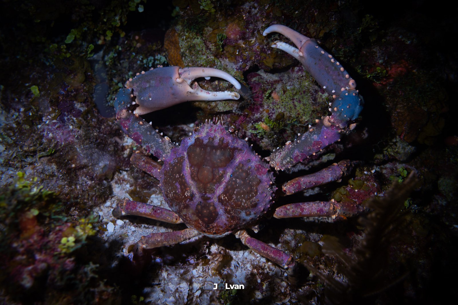 A large reddish-purple Channel Clinging Crab (Mithrax spinosissimus) displaying its large claws on a rocky reef during a night dive in San Andres. Title Attribute: Channel Clinging Crab - San Andres Night Dive