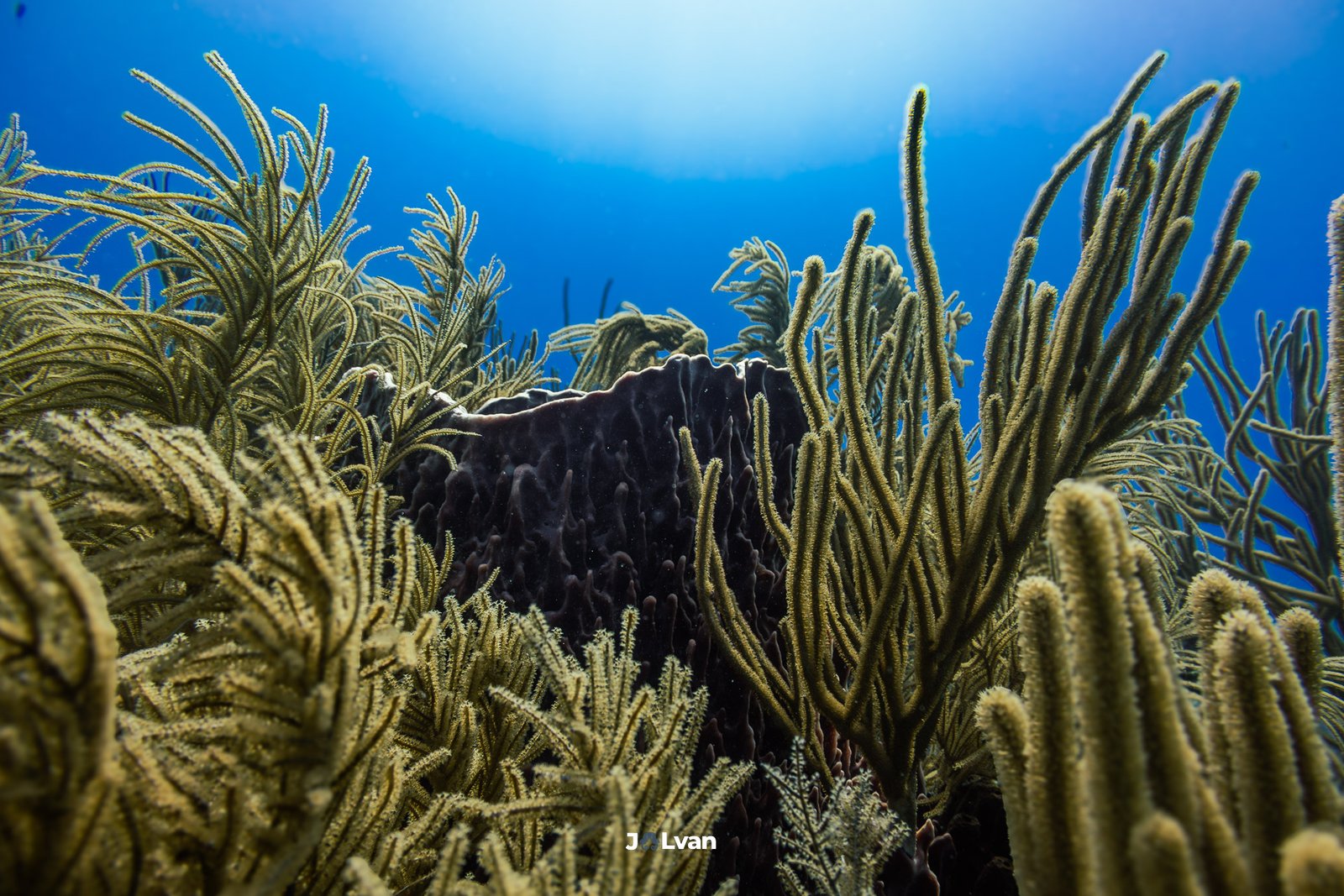 Low-angle shot looking up at a dark Giant Barrel Sponge surrounded by waving soft corals and sea rods on a reef in Mahahual, Mexico.