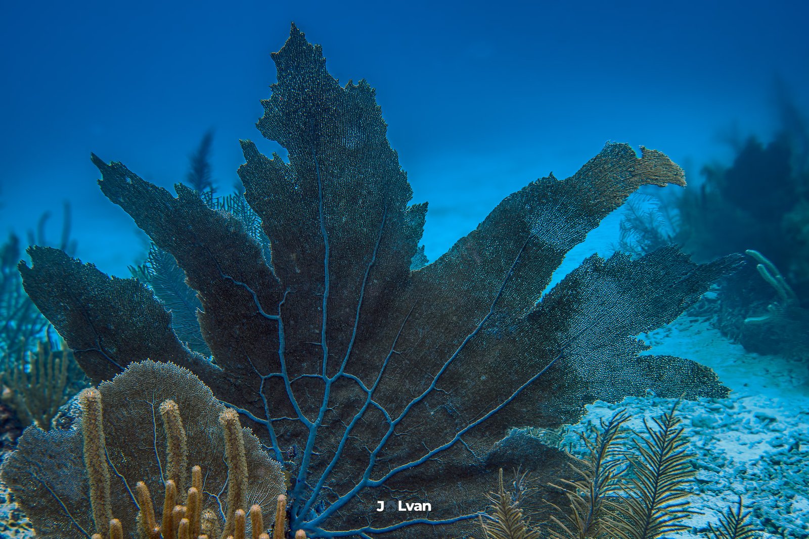 A large, detailed sea fan (gorgonian) spreading its intricate vein-like structure against the clear blue Caribbean water in Mahahual.