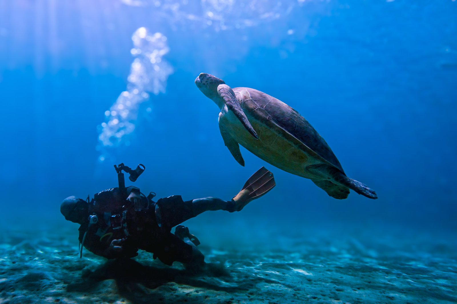Jalvan scuba diving in the Red Sea, aiming a camera upwards to film a large sea turtle swimming through sun rays.