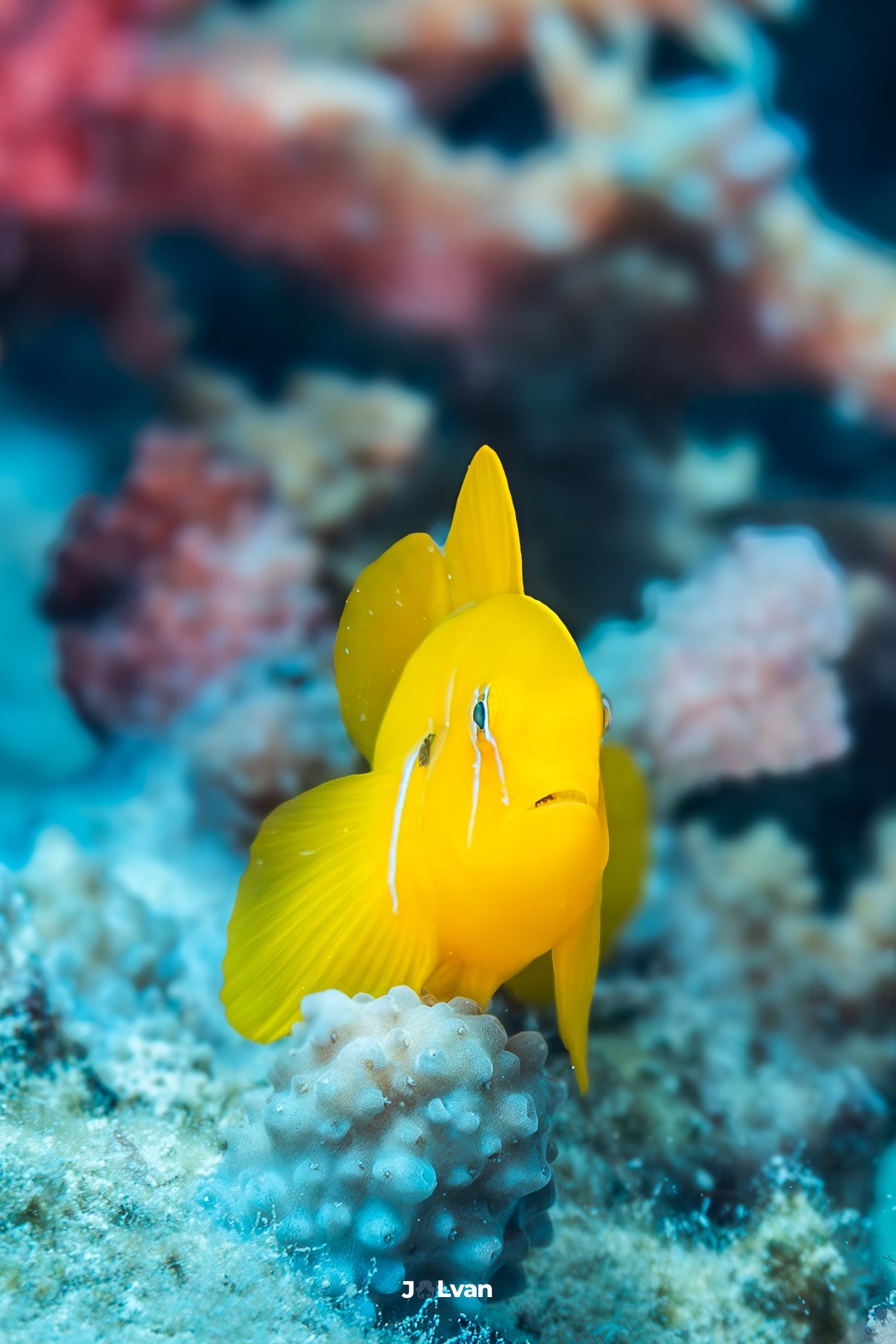 A bright yellow Lemon Coralgoby (Gobiodon citrinus) with blue vertical lines on its head, resting on a coral branch in the Red Sea.