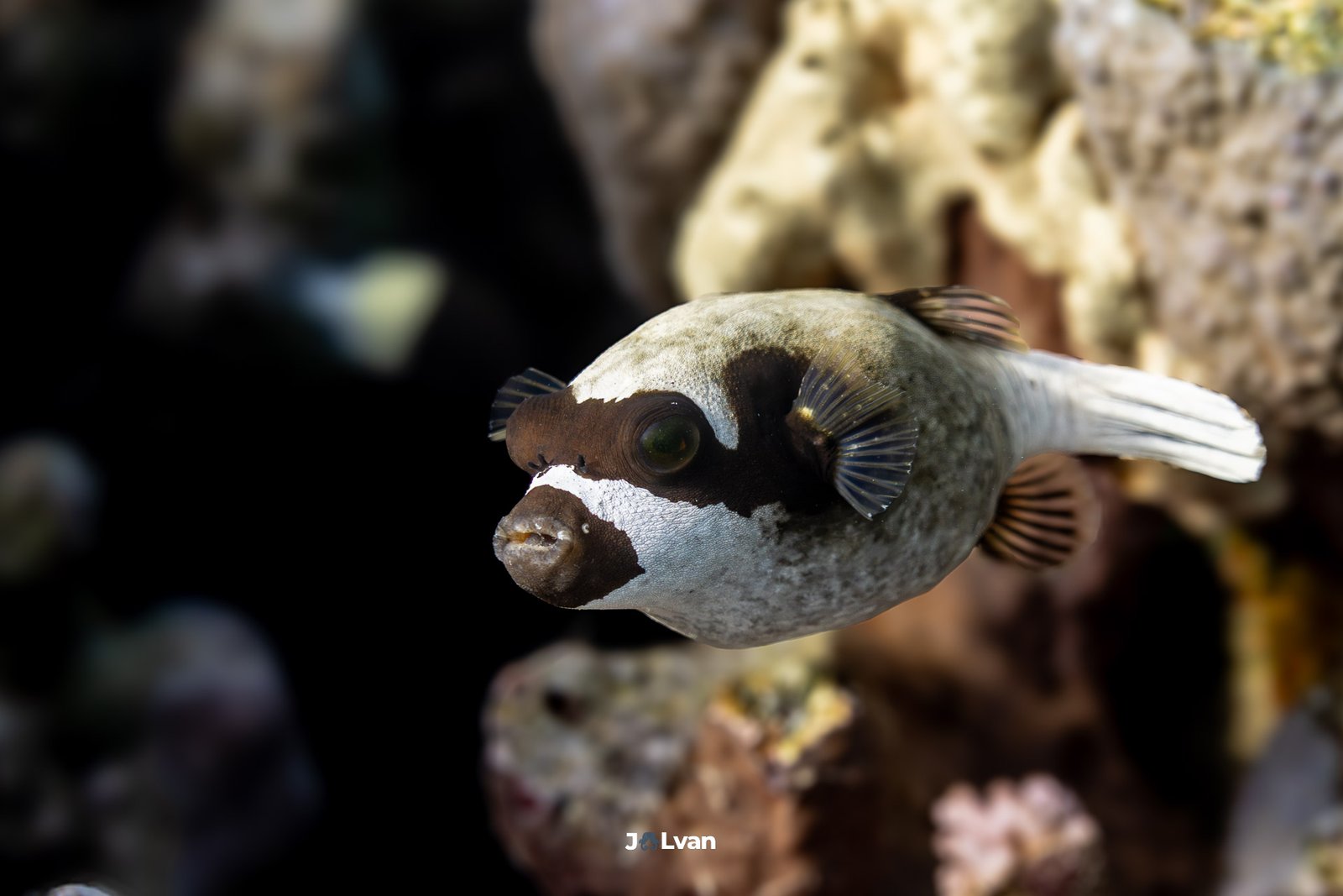 A Masked Puffer (Arothron diadematus) with distinctive black eye patches hovering near a reef in the Red Sea.