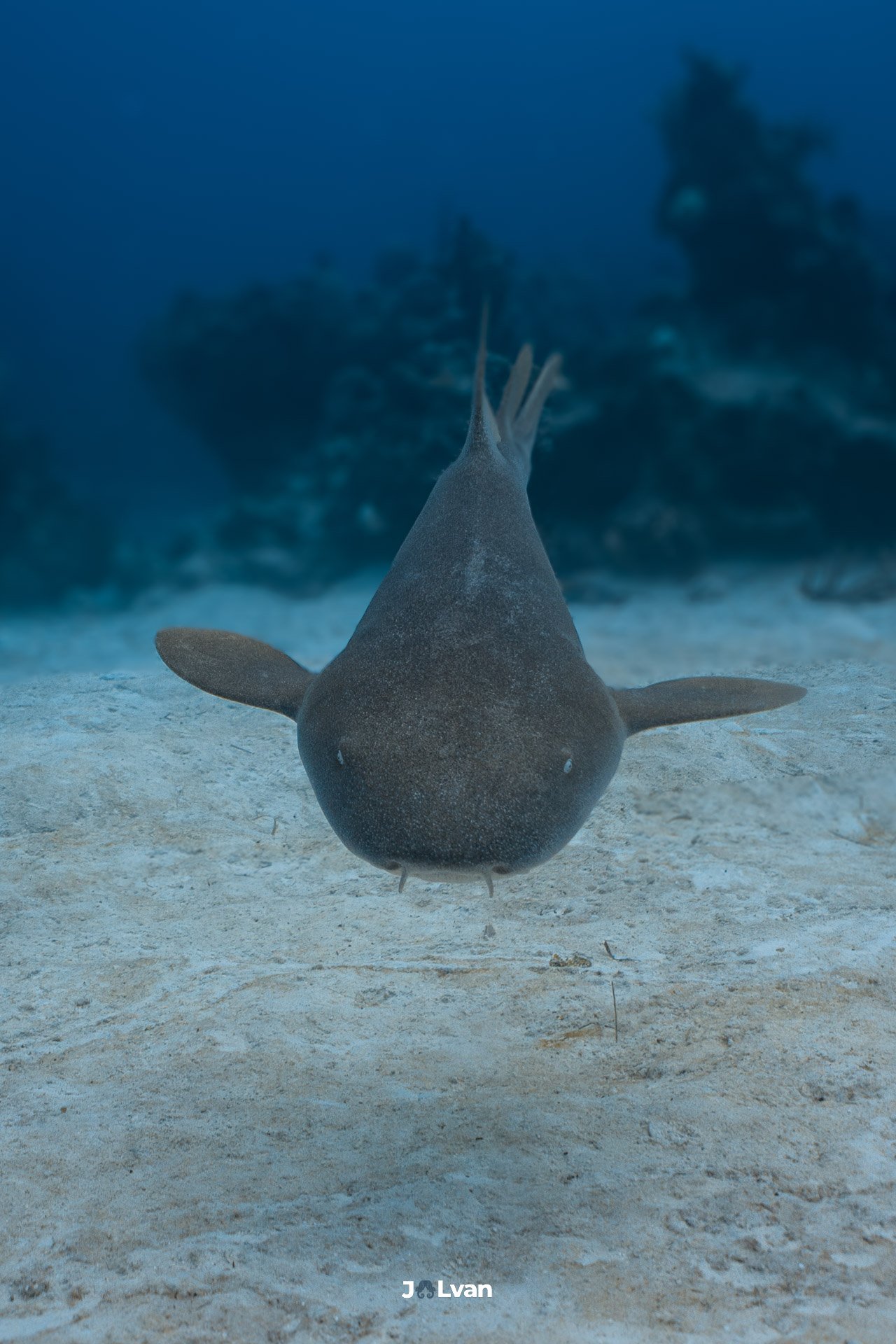 Frontal view of a Nurse Shark swimming directly toward the camera over a white sandy bottom in Mahahual, Mexico.