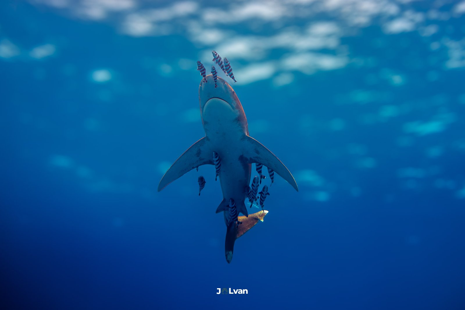 Low-angle view of an Oceanic Whitetip Shark (Carcharhinus longimanus) swimming overhead with a school of striped Pilot Fish in the blue waters of Marsa Alam.