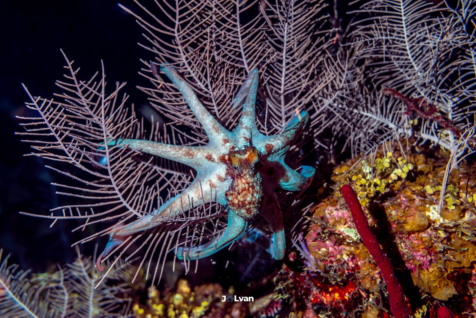 An octopus spreading its tentacles in a star shape across a gorgonian sea fan during a night dive in San Andres Island.