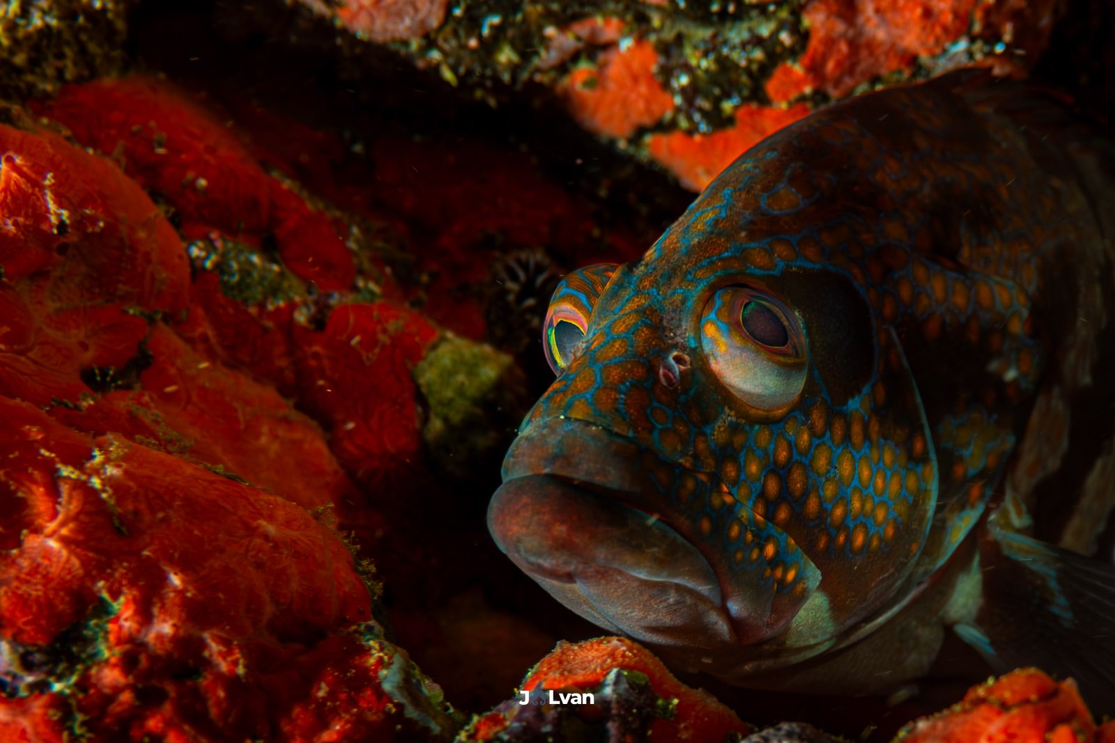 Extreme macro close-up of a Panamic Graysby showing reddish scales with bright blue spots