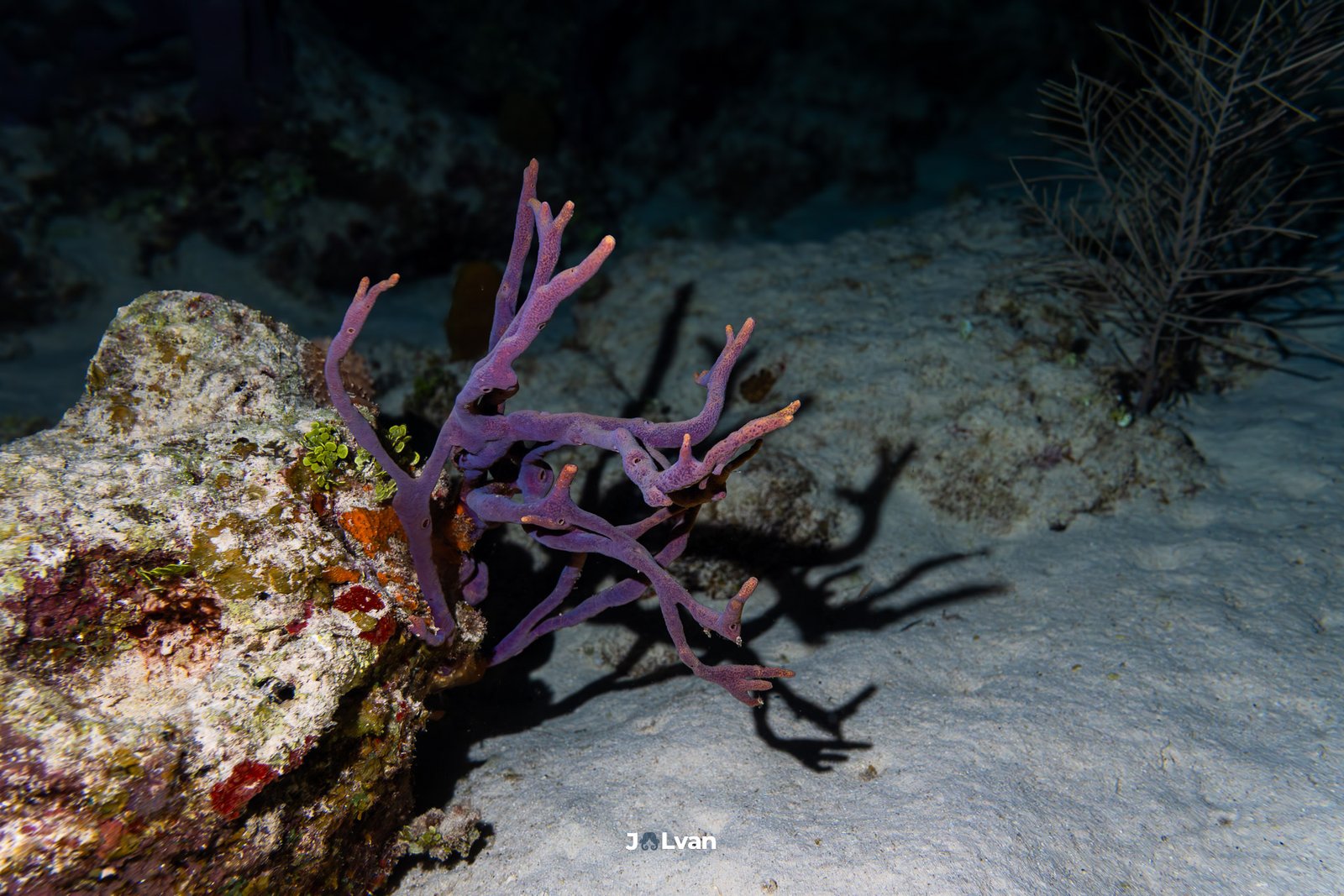 A vibrant purple branching sponge casting a shadow on the sandy bottom during a night dive in San Andres Island.