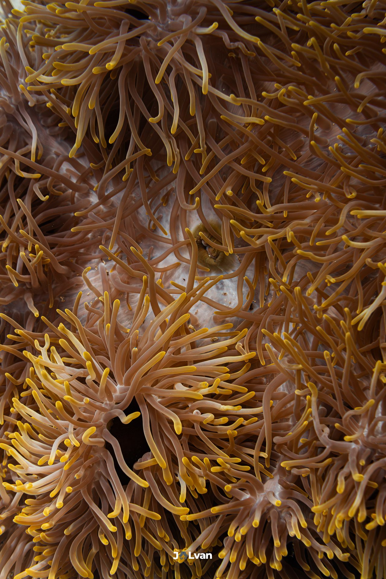 Close-up abstract view of golden sea anemone tentacles filling the frame in Marsa Alam, Red Sea.