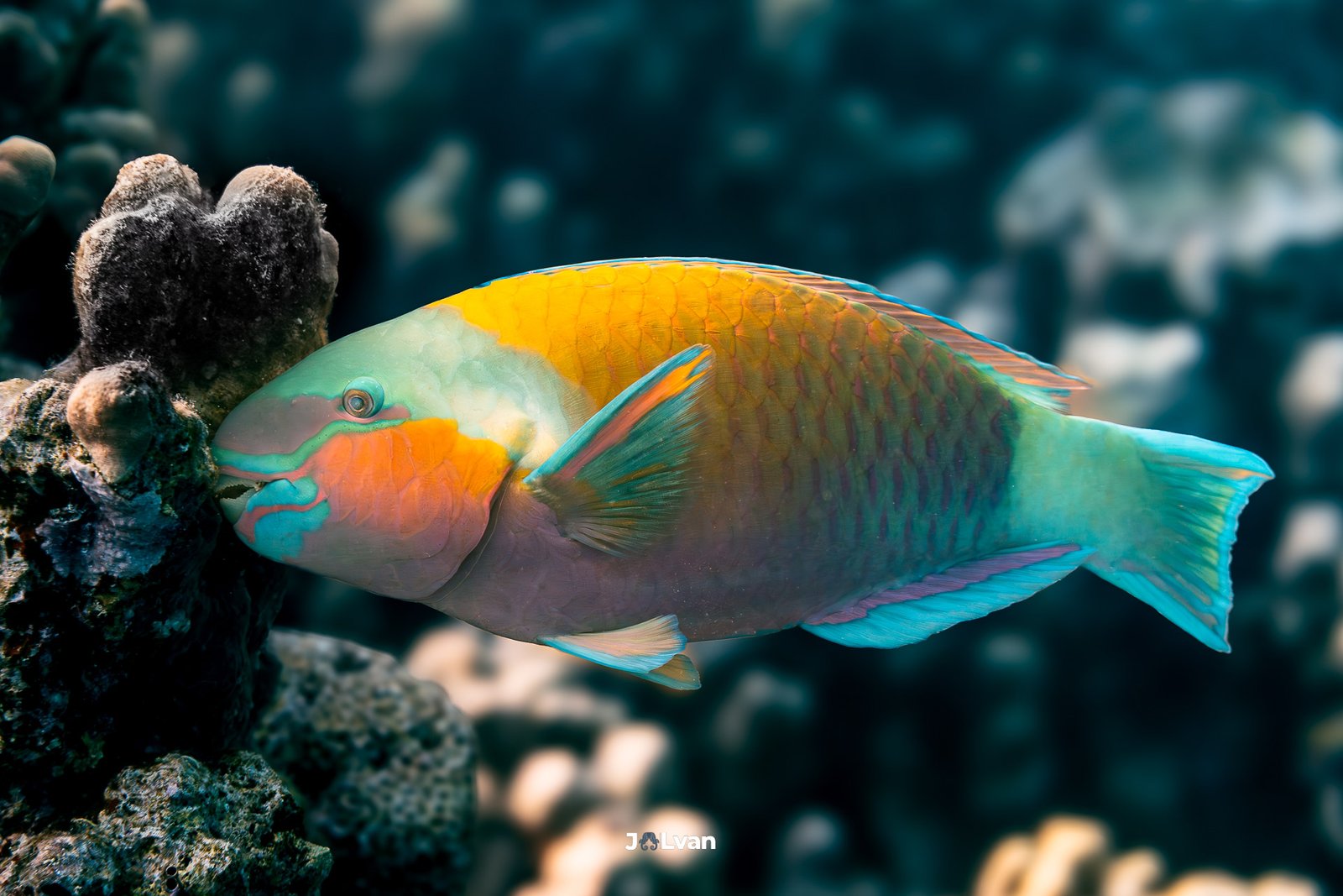 A colorful male Rusty Parrotfish (Scarus ferrugineus) biting into a hard coral reef in Marsa Alam, Red Sea.