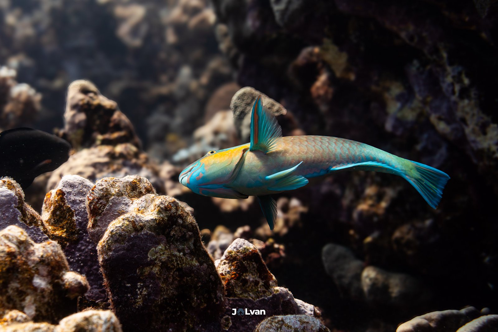 A vibrant green and orange Rusty Parrotfish (Scarus ferrugineus) swimming over a coral reef in Marsa Alam, Red Sea.