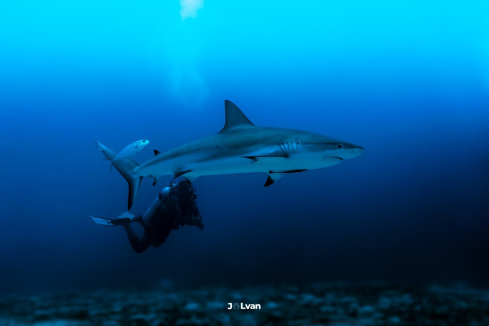 A large Caribbean Reef Shark swimming directly above a scuba diver in the crystal clear blue waters of Old Providence Island.
