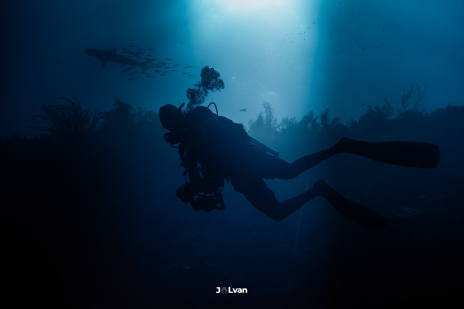 Artistic silhouette of a diver looking up at a shark and a school of fish backlit by dramatic sun rays in Old Providence.