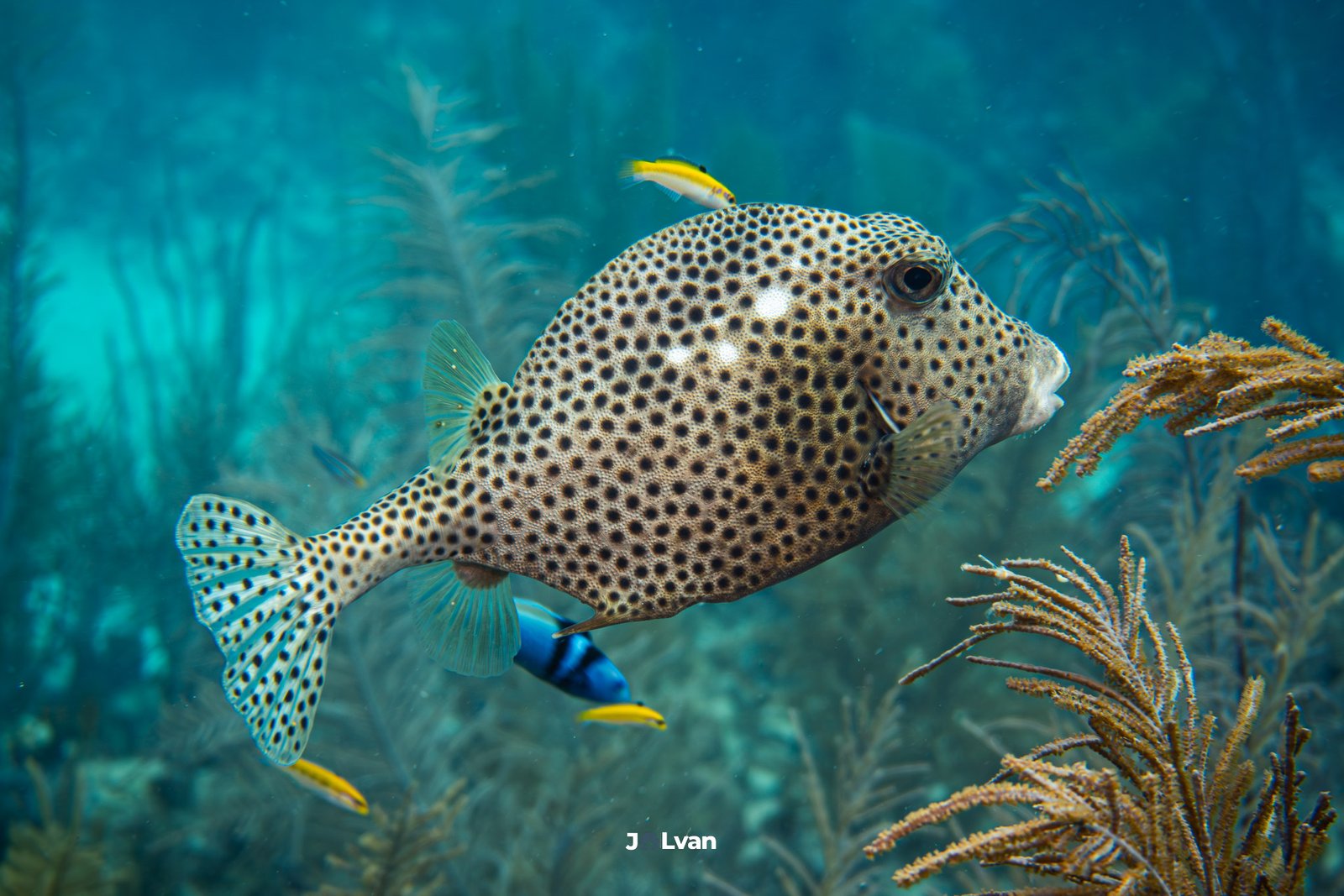 A Spotted Trunkfish swimming past soft corals and sea rods on a healthy reef in Mahahual, Mexico.