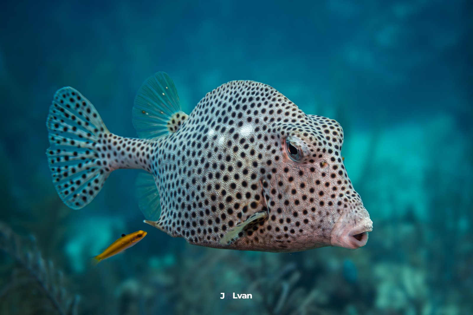 Close-up profile of a Spotted Trunkfish (Lactophrys bicaudalis) showing its white body covered in black spots and puckered mouth, swimming in Mahahual.