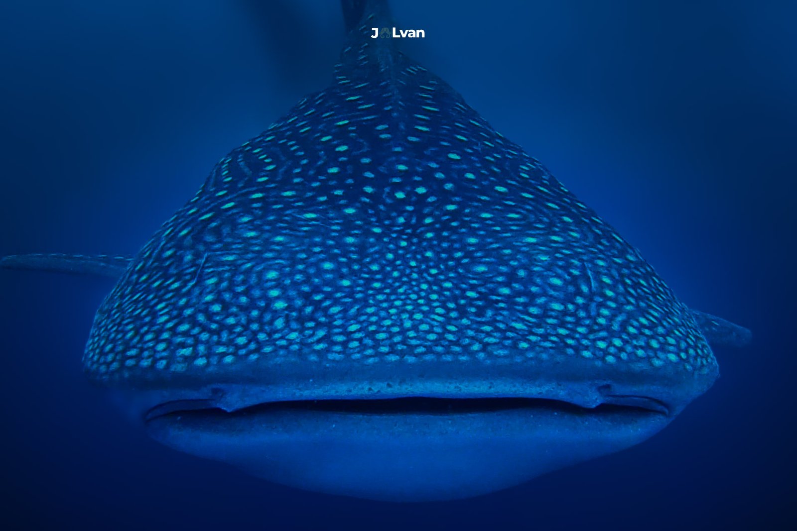 Extreme close-up frontal portrait of a massive Whale Shark (Rhincodon typus) swimming directly toward the camera in the deep blue waters of Bahía Solano.