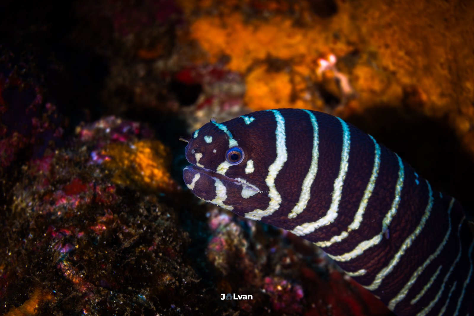 A Zebra Moray Eel (Gymnomuraena zebra) with dark brown and white vertical stripes peeking out of a rocky crevice in Bahía Solano.