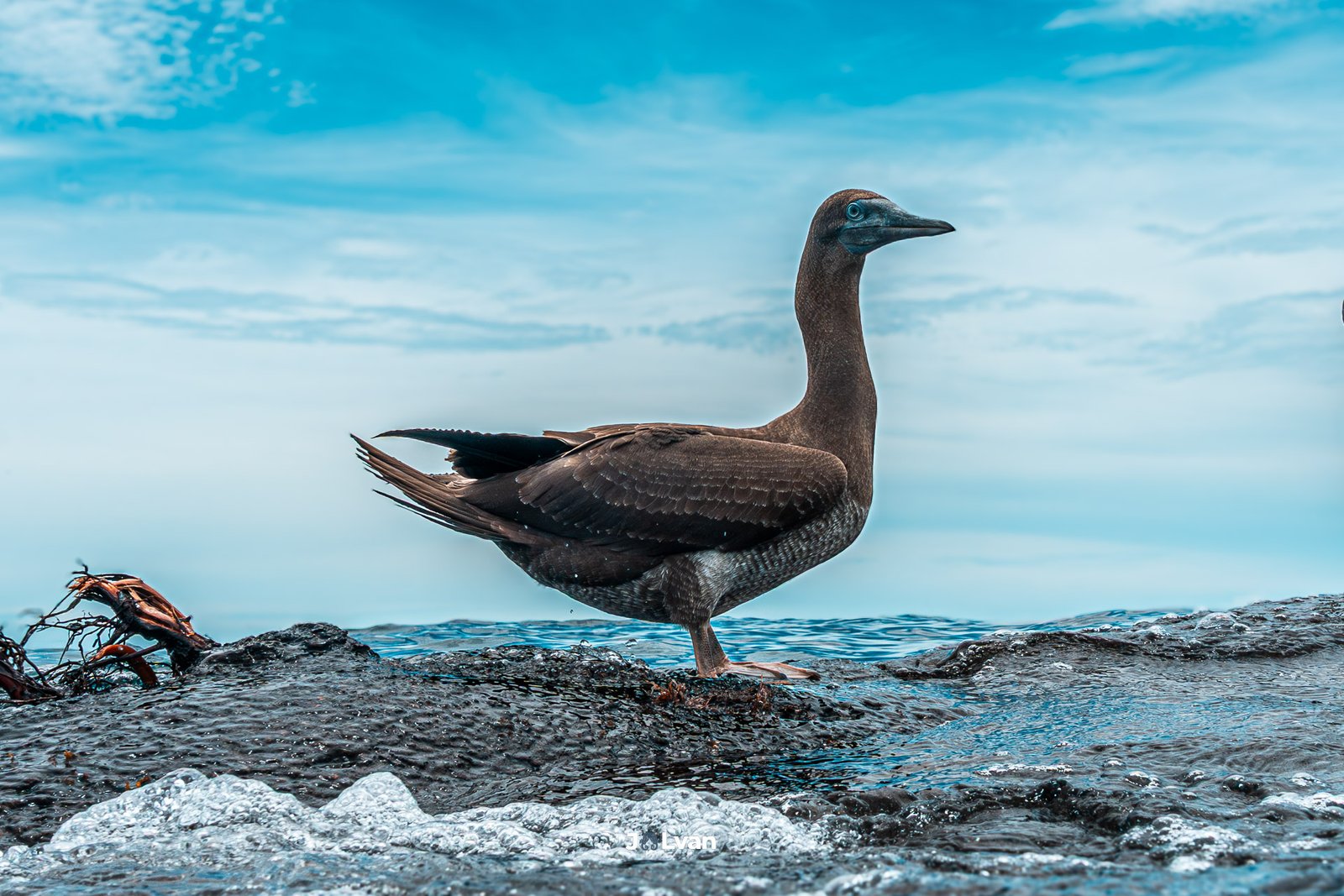 A Brown Booby balancing on a wet rock at the water's edge, with white sea foam and small waves crashing in the foreground.