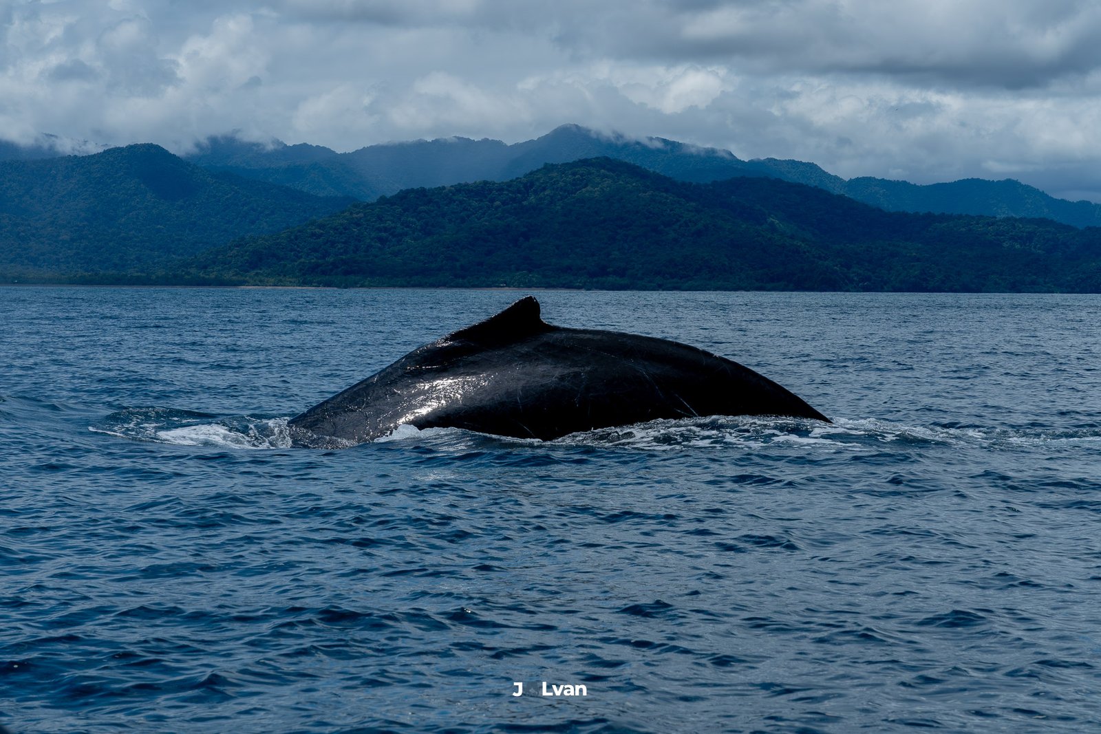 The sleek black back and dorsal fin of a Humpback whale breaking the surface, with lush green jungle mountains visible in the background.