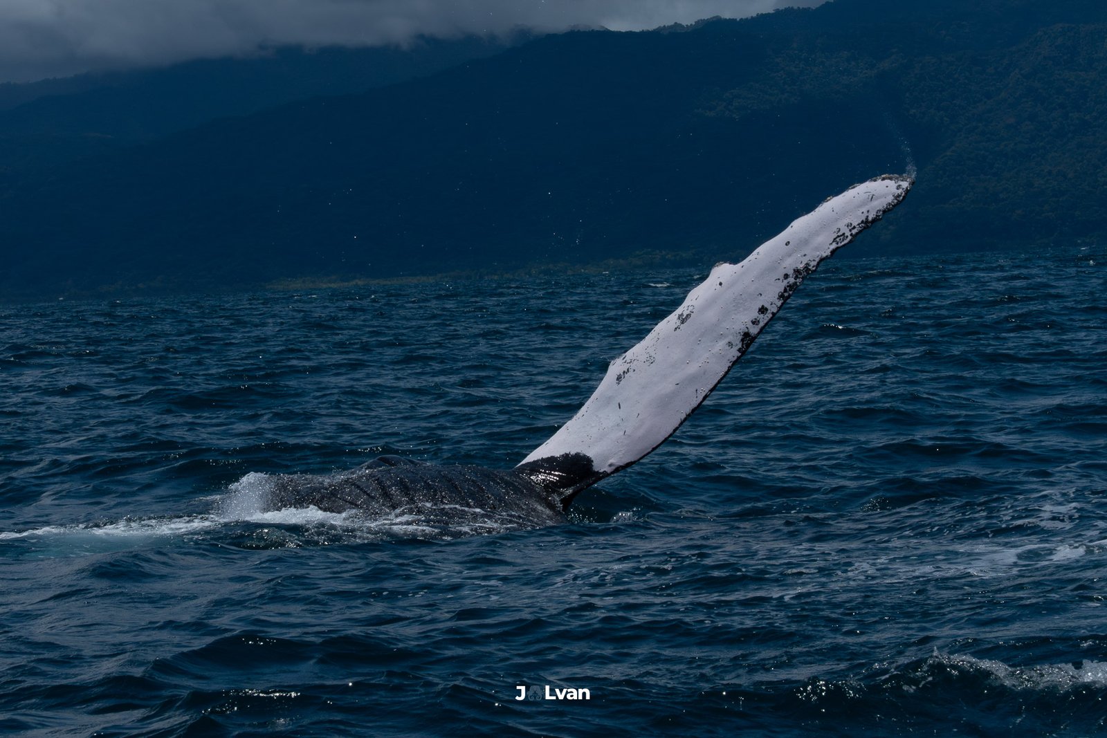 A single, large white pectoral fin of a Humpback whale extended high out of the water, performing a pectoral slap.