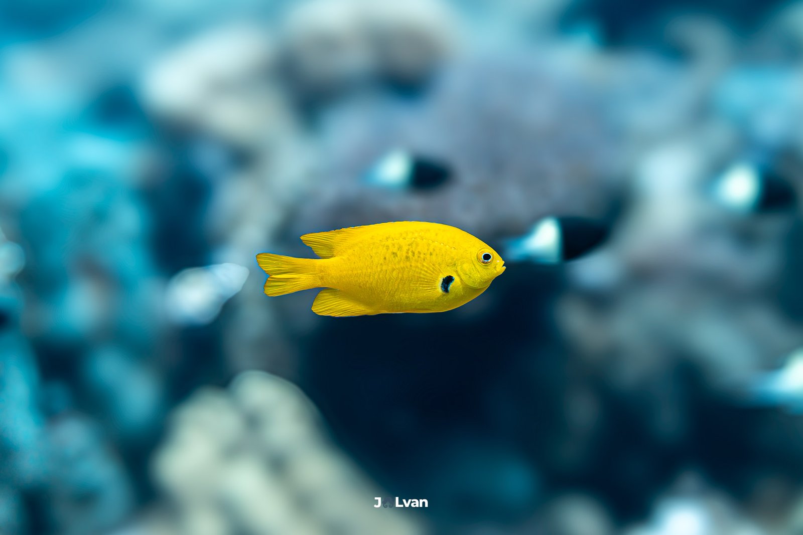 A bright yellow Sulfur Damsel fish with a distinctive black spot at the base of its pectoral fin, swimming in open blue water.