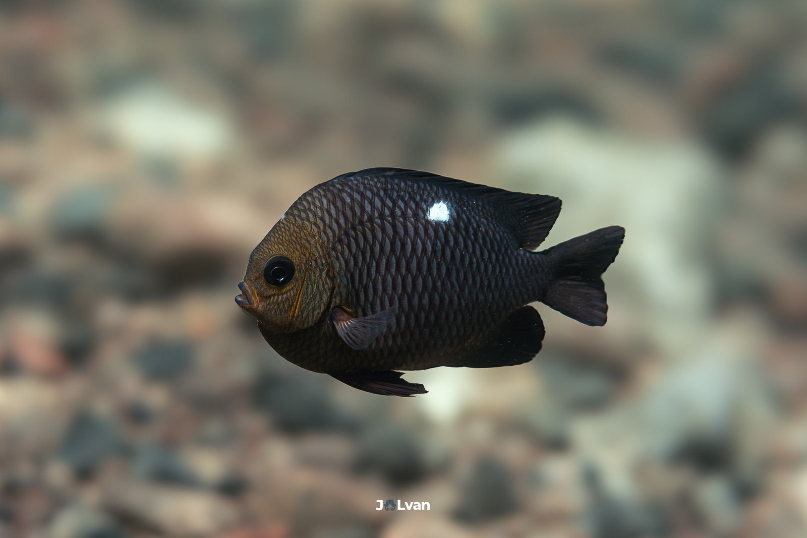A dark, almost black Threespot Dascyllus (Dascyllus trimaculatus) swimming over a rocky seabed, showing its prominent white spot on the side.